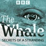 whale secrets of stranding