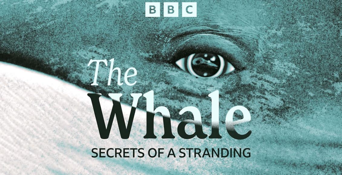 whale secrets of stranding